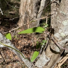 Smilax glyciphylla at Fitzroy Falls, NSW - 5 Oct 2023