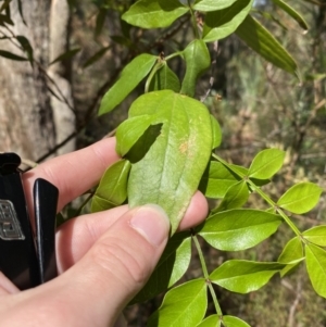 Smilax glyciphylla at Fitzroy Falls, NSW - 5 Oct 2023