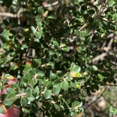 Leptospermum rotundifolium (Round Leaf Teatree) at Fitzroy Falls - 5 Oct 2023 by Tapirlord