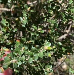 Leptospermum rotundifolium at Fitzroy Falls, NSW - suppressed