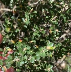Leptospermum rotundifolium at Fitzroy Falls, NSW - 5 Oct 2023