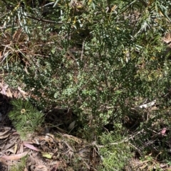 Leptospermum rotundifolium at Fitzroy Falls, NSW - suppressed