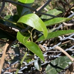 Parsonsia straminea at Fitzroy Falls, NSW - 5 Oct 2023 by Tapirlord