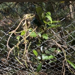 Unverified at suppressed - suppressed