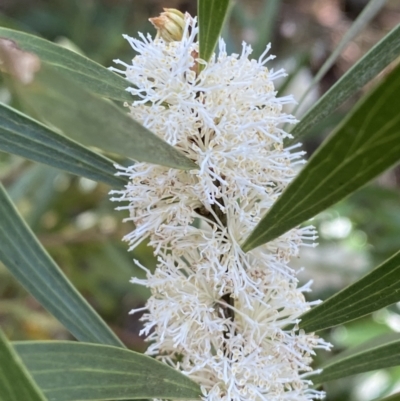 Hakea laevipes subsp. laevipes at Fitzroy Falls - 5 Oct 2023 by Tapirlord