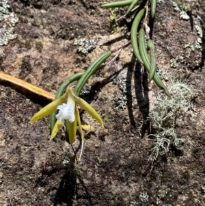 Dockrillia striolata at Fitzroy Falls, NSW - suppressed