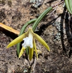 Dockrillia striolata at Fitzroy Falls, NSW - 5 Oct 2023