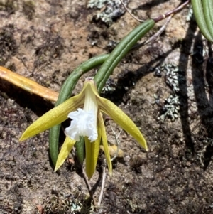 Dockrillia striolata at Fitzroy Falls, NSW - suppressed