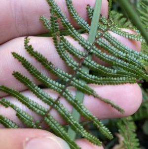 Gleichenia microphylla at Fitzroy Falls, NSW - suppressed