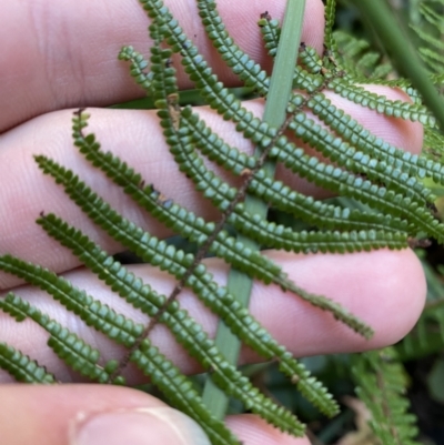 Gleichenia microphylla (Scrambling Coral Fern) at Fitzroy Falls - 5 Oct 2023 by Tapirlord