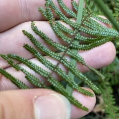 Gleichenia microphylla at Fitzroy Falls, NSW - suppressed