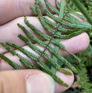 Gleichenia microphylla at Fitzroy Falls, NSW - suppressed