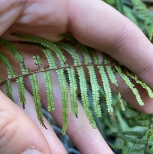 Gleichenia microphylla at Fitzroy Falls, NSW - suppressed