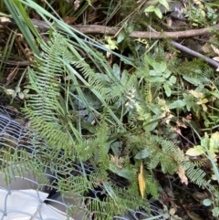 Gleichenia microphylla at Fitzroy Falls, NSW - suppressed