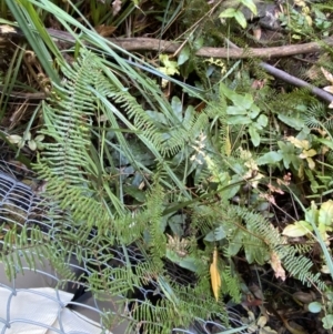 Gleichenia microphylla at Fitzroy Falls, NSW - suppressed