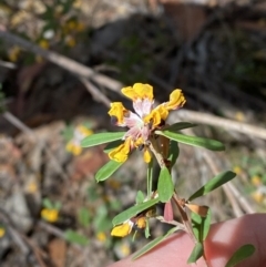 Pultenaea daphnoides (Large-leaf Bush-pea) at Wingecarribee Local Government Area - 5 Oct 2023 by Tapirlord