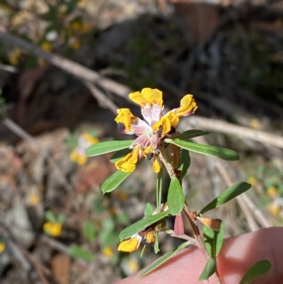 Pultenaea daphnoides (Large-leaf Bush-pea) at Wingecarribee Local Government Area - 5 Oct 2023 by Tapirlord