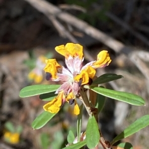 Pultenaea daphnoides at Fitzroy Falls, NSW - 5 Oct 2023 11:51 AM