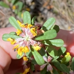 Pultenaea daphnoides at Fitzroy Falls, NSW - 5 Oct 2023