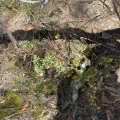Pultenaea daphnoides at Fitzroy Falls, NSW - 5 Oct 2023 11:51 AM