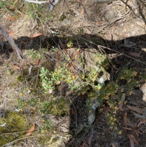 Pultenaea daphnoides at Fitzroy Falls, NSW - 5 Oct 2023