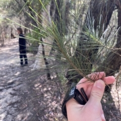 Allocasuarina littoralis (Black She-oak) at Morton National Park - 5 Oct 2023 by Tapirlord