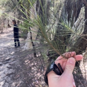 Allocasuarina littoralis at Fitzroy Falls, NSW - 5 Oct 2023