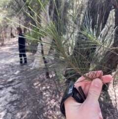 Allocasuarina littoralis (Black She-oak) at Fitzroy Falls, NSW - 5 Oct 2023 by Tapirlord