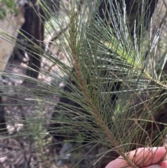 Allocasuarina littoralis at Fitzroy Falls, NSW - 5 Oct 2023 11:48 AM