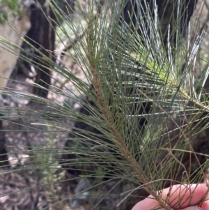 Allocasuarina littoralis at Fitzroy Falls, NSW - 5 Oct 2023