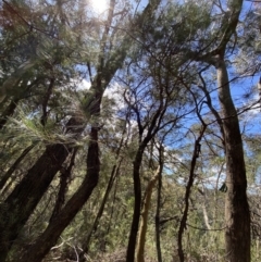 Allocasuarina littoralis at Fitzroy Falls, NSW - 5 Oct 2023