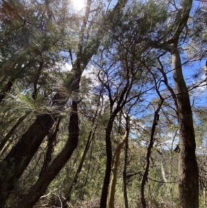 Allocasuarina littoralis at Fitzroy Falls, NSW - 5 Oct 2023