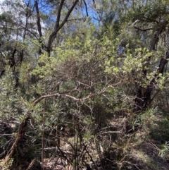 Gaudium trinerva at Fitzroy Falls, NSW - 5 Oct 2023