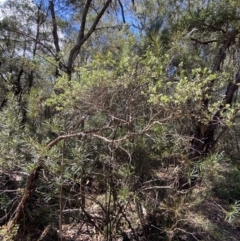 Gaudium trinervium at Fitzroy Falls, NSW - 5 Oct 2023