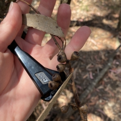 Eucalyptus sieberi (Silvertop Ash) at Fitzroy Falls - 5 Oct 2023 by Tapirlord