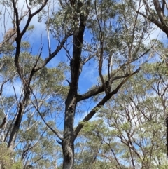 Eucalyptus sieberi at Fitzroy Falls, NSW - 5 Oct 2023