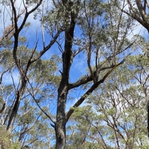 Eucalyptus sieberi at Fitzroy Falls, NSW - 5 Oct 2023 11:46 AM