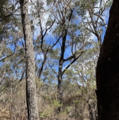 Eucalyptus sieberi at Fitzroy Falls, NSW - 5 Oct 2023