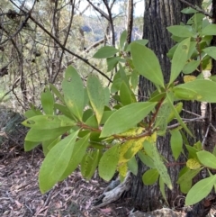 Persoonia levis (Broad-leaved Geebung) at Wingecarribee Local Government Area - 5 Oct 2023 by Tapirlord