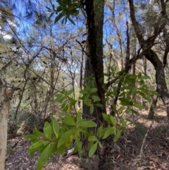 Persoonia levis at Fitzroy Falls, NSW - 5 Oct 2023