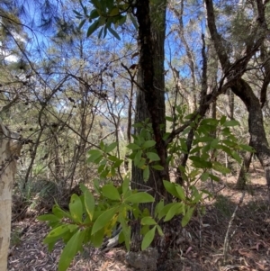 Persoonia levis at Fitzroy Falls, NSW - 5 Oct 2023