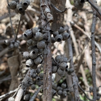 Eucalyptus piperita subsp. urceolaris at Morton National Park - 5 Oct 2023 by Tapirlord