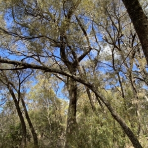 Eucalyptus piperita subsp. urceolaris at Fitzroy Falls, NSW - 5 Oct 2023