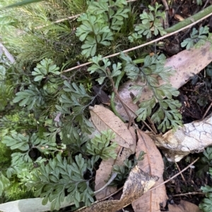 Hymenophyllum cupressiforme at Fitzroy Falls, NSW - suppressed