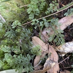 Hymenophyllum cupressiforme at Fitzroy Falls, NSW - suppressed
