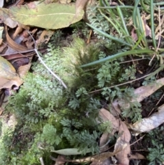 Hymenophyllum cupressiforme at Fitzroy Falls, NSW - 5 Oct 2023