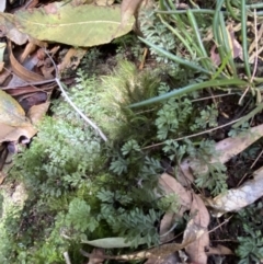 Hymenophyllum cupressiforme at Fitzroy Falls, NSW - suppressed