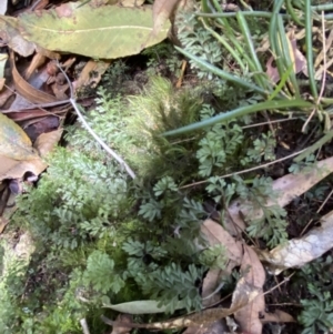 Hymenophyllum cupressiforme at Fitzroy Falls, NSW - suppressed