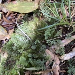 Hymenophyllum cupressiforme at Fitzroy Falls, NSW - 5 Oct 2023