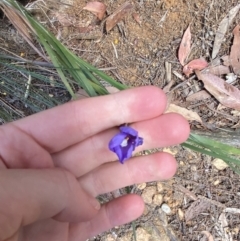 Patersonia sericea (Silky Purple-flag) at Morton National Park - 5 Oct 2023 by Tapirlord